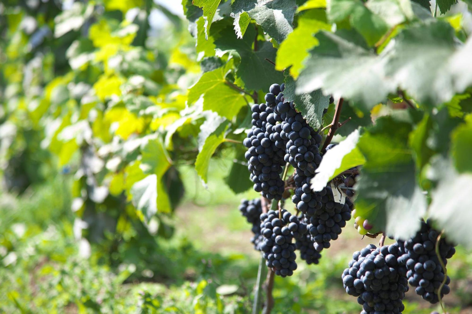 Nakafurano Winery Hotel And Condominium Hitohana מראה חיצוני תמונה