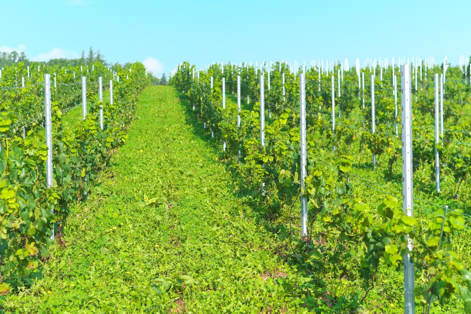 Nakafurano Winery Hotel And Condominium Hitohana מראה חיצוני תמונה