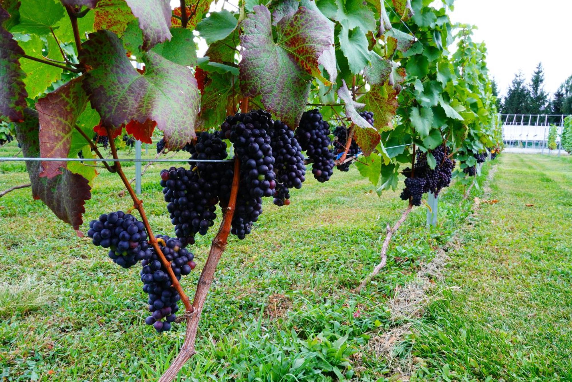 Nakafurano Winery Hotel And Condominium Hitohana מראה חיצוני תמונה